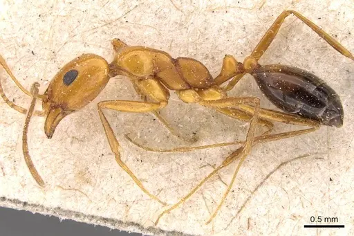 Monomorium niloticum specimen CASENT0908752 image casent0908752_3