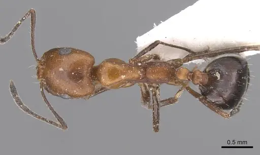 Monomorium niloticum specimen CASENT0913814 image casent0913814_1