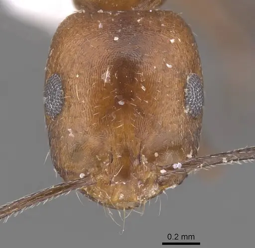 Monomorium niloticum specimen CASENT0913814 image casent0913814_2