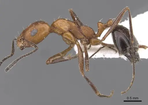 Monomorium niloticum specimen CASENT0913814 image casent0913814_3
