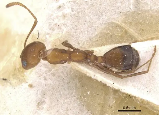 Monomorium niloticum specimen CASENT0913820 image casent0913820_1