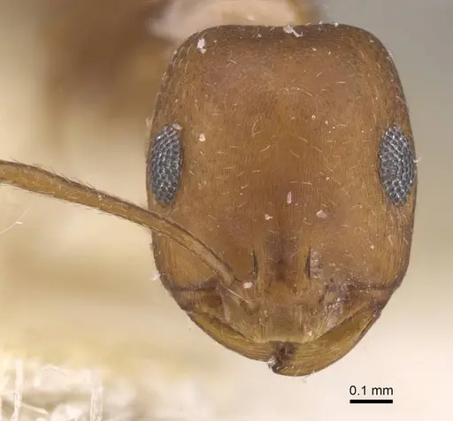 Monomorium niloticum specimen CASENT0913820 image casent0913820_2