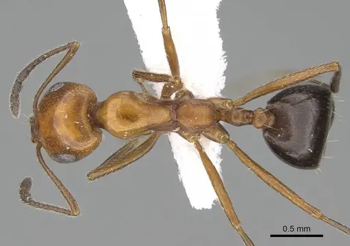 Monomorium niloticum specimen CASENT0919811 image casent0919811_1