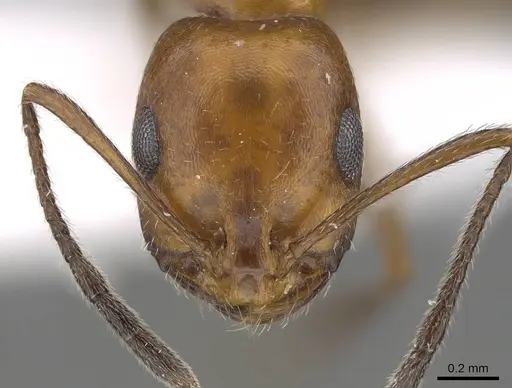 Monomorium niloticum specimen CASENT0919811 image casent0919811_2