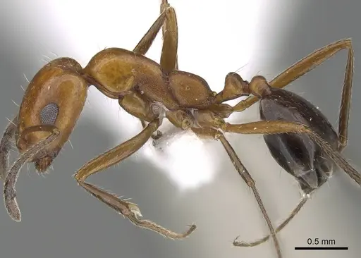 Monomorium niloticum specimen CASENT0919811 image casent0919811_3