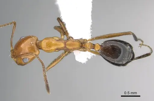 Monomorium niloticum specimen CASENT0922306 image casent0922306_1