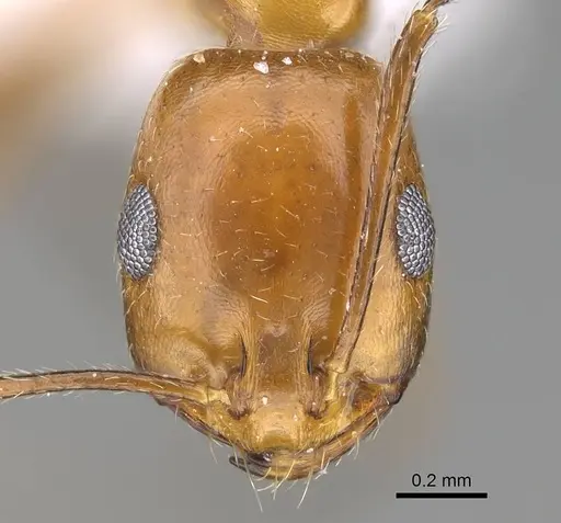Monomorium niloticum specimen CASENT0922306 image casent0922306_2