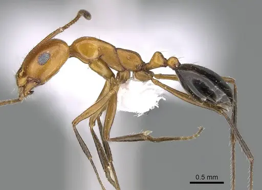 Monomorium niloticum specimen CASENT0922306 image casent0922306_3