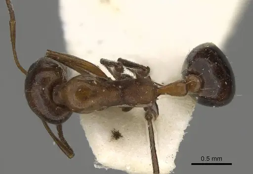 Monomorium niloticum specimen CASENT0922325 image casent0922325_1