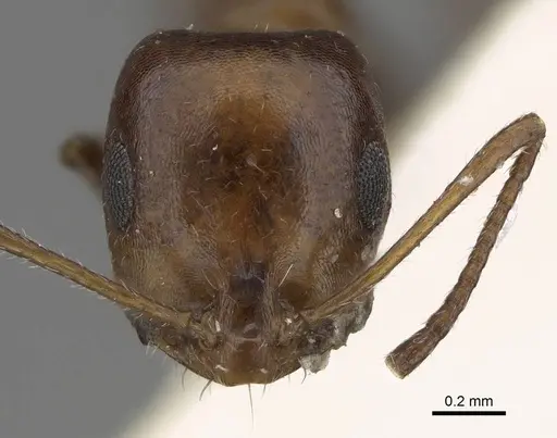 Monomorium niloticum specimen CASENT0922325 image casent0922325_2