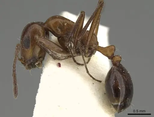 Monomorium niloticum specimen CASENT0922325 image casent0922325_3