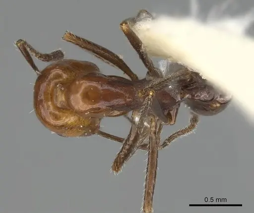 Monomorium niloticum specimen CASENT0922326 image casent0922326_1