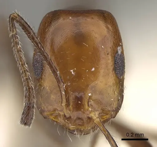 Monomorium niloticum specimen CASENT0922326 image casent0922326_2