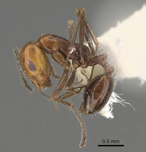 Monomorium niloticum specimen CASENT0922326 image casent0922326_3