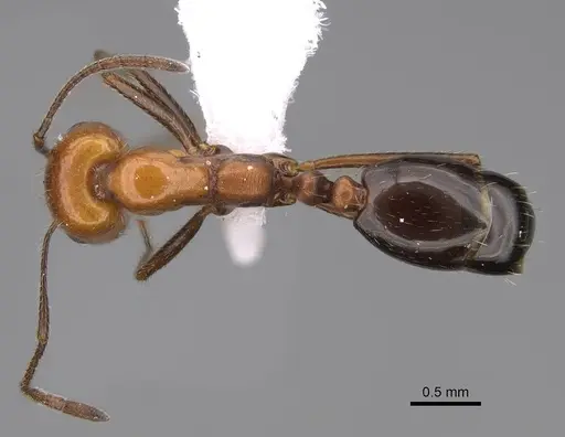 Monomorium niloticum specimen CASENT0922859 image casent0922859_1