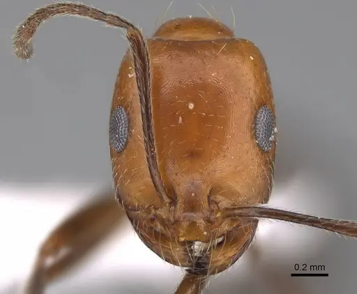 Monomorium niloticum specimen CASENT0922859 image casent0922859_2