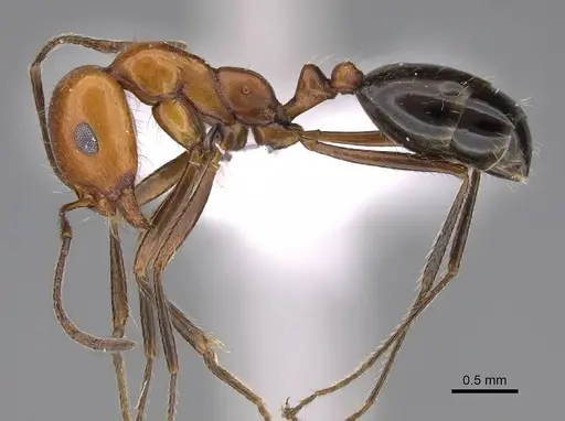 Monomorium niloticum specimen CASENT0922859 image casent0922859_3