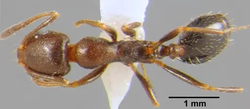 Monomorium niloticum specimen CSH000041 image csh000041_1