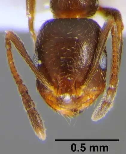 Monomorium niloticum specimen CSH000041 image csh000041_2