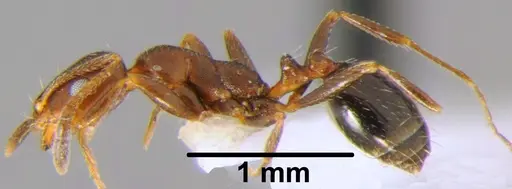 Monomorium niloticum specimen CSH000041 image csh000041_3
