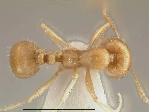 Monomorium niloticum specimen FOCOL0515 image focol0515_1
