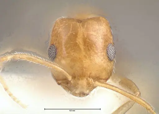 Monomorium niloticum specimen FOCOL0515 image focol0515_2