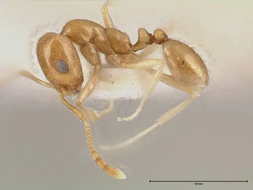 Monomorium niloticum specimen FOCOL0515 image focol0515_3