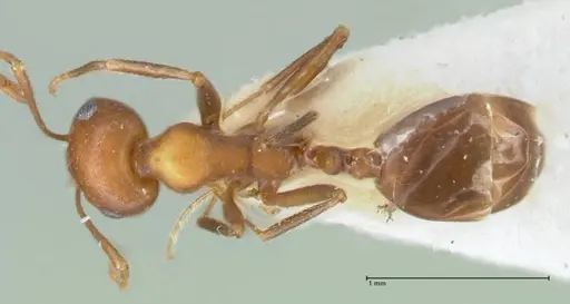 Monomorium niloticum specimen FOCOL1746 image focol1746_1