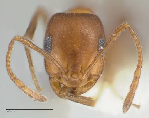 Monomorium niloticum specimen FOCOL1746 image focol1746_2