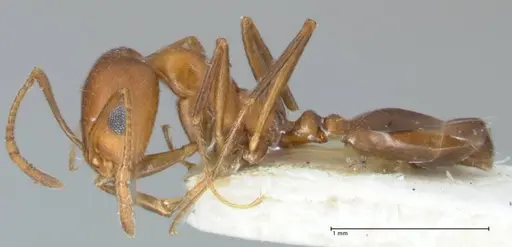 Monomorium niloticum specimen FOCOL1746 image focol1746_3