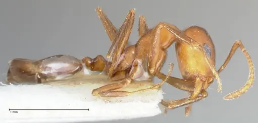 Monomorium niloticum specimen FOCOL1746 image focol1746_4
