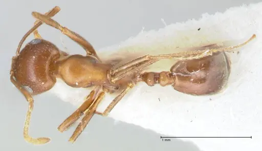 Monomorium niloticum specimen FOCOL1747 image focol1747_1