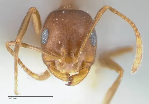 Monomorium niloticum specimen FOCOL1747 image focol1747_2