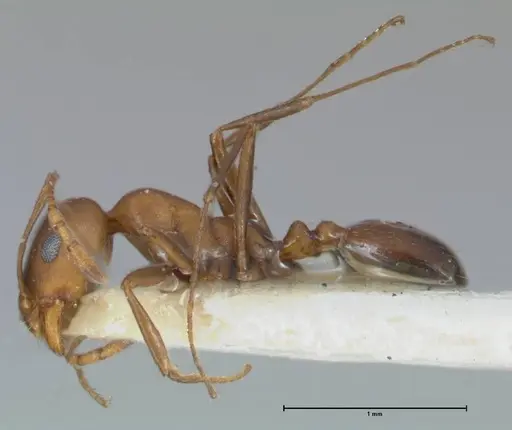 Monomorium niloticum specimen FOCOL1747 image focol1747_3