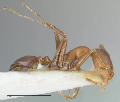 Monomorium niloticum specimen FOCOL1747 image focol1747_4