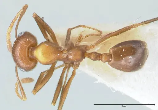Monomorium niloticum specimen FOCOL1748 image focol1748_1