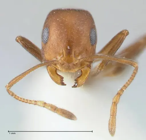 Monomorium niloticum specimen FOCOL1748 image focol1748_2