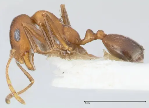Monomorium niloticum specimen FOCOL1748 image focol1748_3