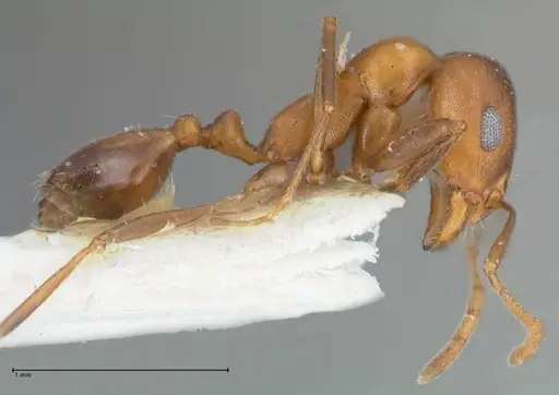 Monomorium niloticum specimen FOCOL1748 image focol1748_4