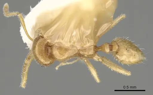 Monomorium nimihil specimen CASENT0922181 image casent0922181_1