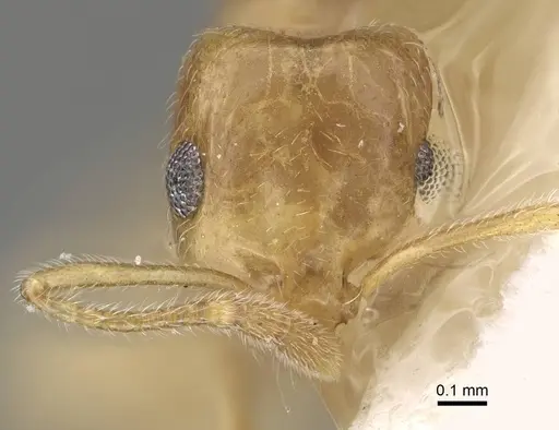 Monomorium nimihil specimen CASENT0922181 image casent0922181_2