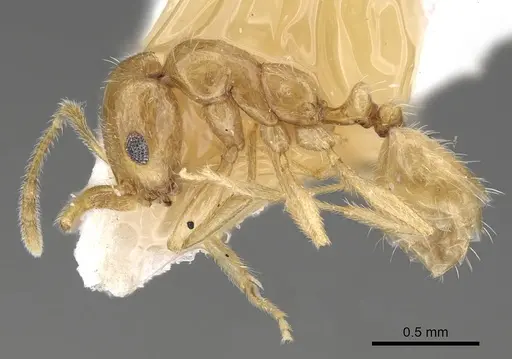 Monomorium nimihil specimen CASENT0922181 image casent0922181_3