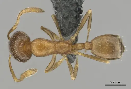 Monomorium nirvanum specimen CASENT0252797 image casent0252797_1
