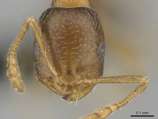 Monomorium nirvanum specimen CASENT0252797 image casent0252797_2