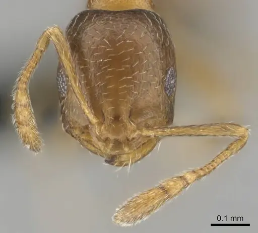 Monomorium nirvanum specimen CASENT0252797 image casent0252797_3