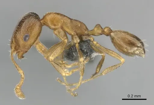 Monomorium nirvanum specimen CASENT0252797 image casent0252797_4
