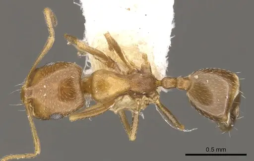 Monomorium nirvanum specimen CASENT0902212 image casent0902212_1