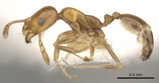 Monomorium nirvanum specimen CASENT0902212 image casent0902212_3