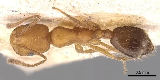 Monomorium nitidiventre specimen CASENT0904602 image casent0904602_1