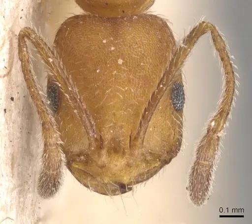 Monomorium nitidiventre specimen CASENT0904602 image casent0904602_2